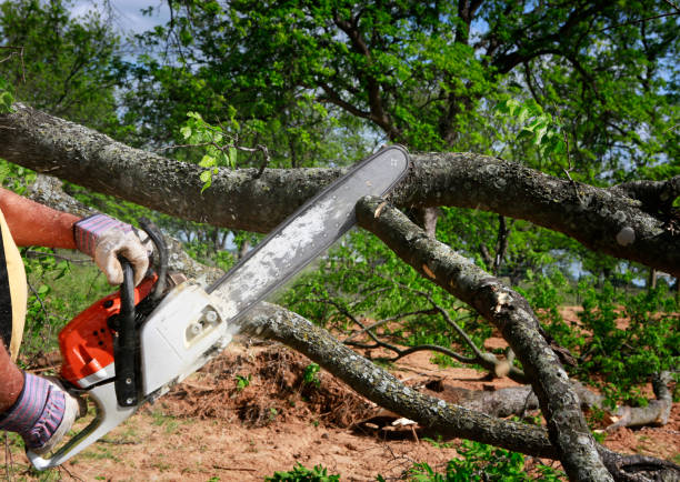 Best Commercial Tree Services  in Schenectady, NY